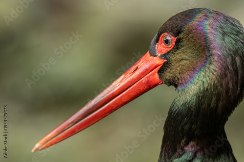 Photos A portrait of a black stork outdoors in nature.