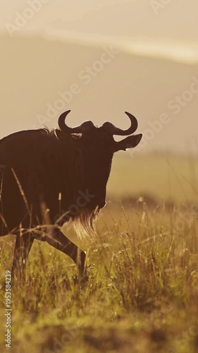 Backlit Wildebeest Pair in Golden Savanna at Sunset