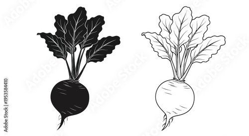 Two beet illustrations a dark and a light variation shown side by side