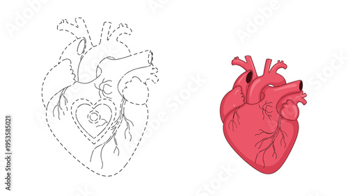 Human heart anatomy illustration features a detailed colored version and a dashed line tracing version for medical and science education.