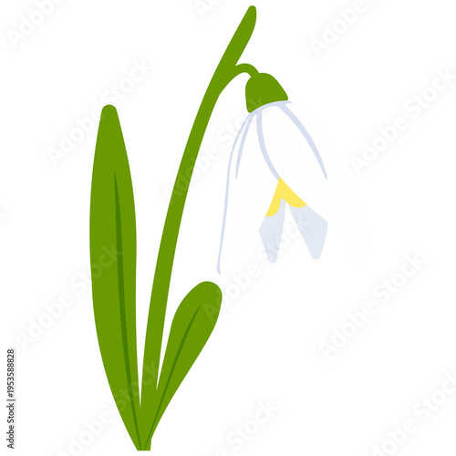 Snowdrop flower isolated vector illustration
