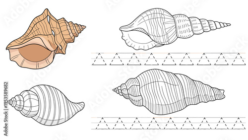 Marine themed worksheet for children featuring various seashells and dashed lines for practicing tracing triangular patterns and fine motor skills.