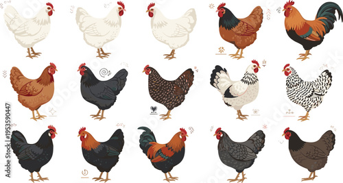 Chicken Breeds Collection with Different Hen and Rooster Types Farm Poultry Varieties Illustration for Agriculture and Livestock Design