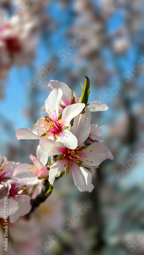 delicate apricot blossoms on branch with soft bokeh background, warm sunlight, spring flowering season, natural floral beauty, fresh outdoor atmosphere