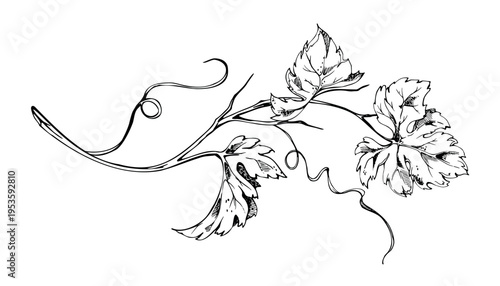 Grapevine, ivy or squash vine. Detailed leaves, curling tendrils. Hand drawn isolated ink vector illustration. Vineyard branding, wine label, harvest festival, food and drink graphics, farmers market.