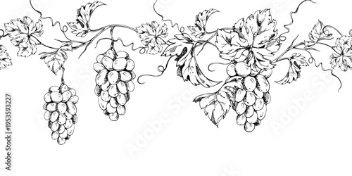Decorative seamless banner of grapevine elements with leaves, tendrils and grapes in ripe clusters. Hand drawn ink vector illustration. Packaging trims, invitations, vineyard signage, web design.