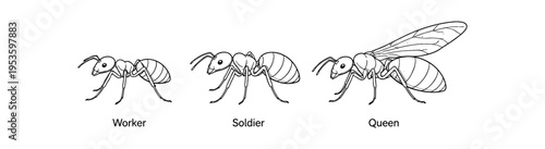 Three outlined ant figures labeled worker, soldier, and queen showing caste differences.
