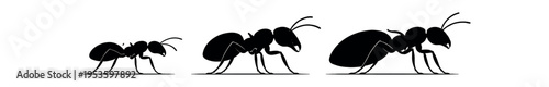 Three black ant silhouettes in different sizes arranged in a row.