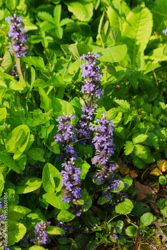 Принти на полотні Blooming of Ajuga reptans commonly known as bugle, blue bugle, bugleherb, buglew