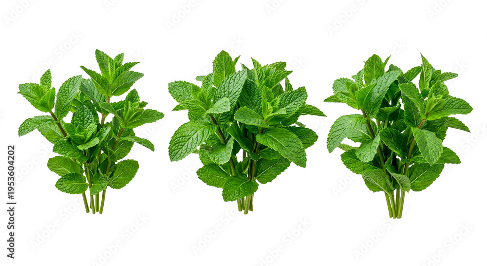 Obraz premium Fresh green mint leaves bunch isolated on white background