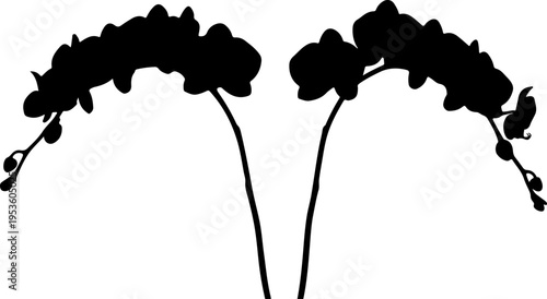 Silhouette of delicate orchid flowers on stems, isolated on a white background