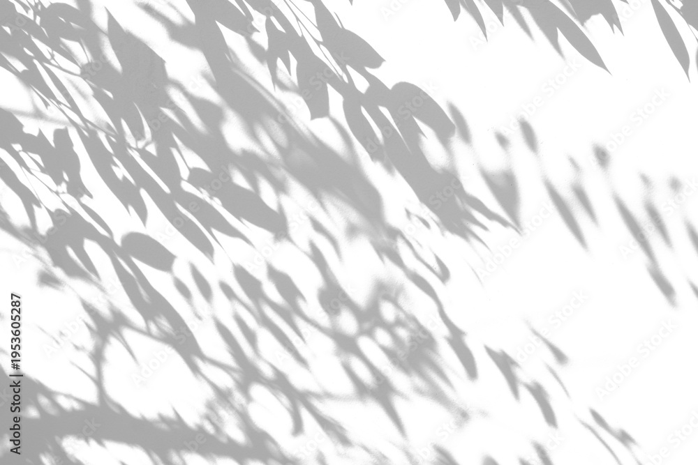 Fototapeta premium Abstract natural tree branch leaves shadow on white wall background