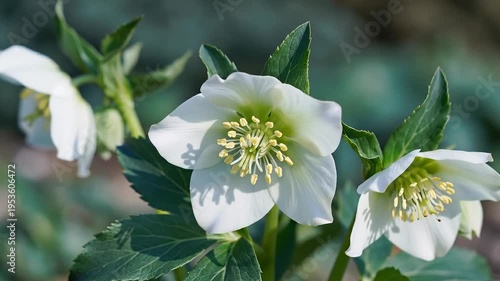 Close-Up of Delicate White Hellebore Flowers Blooming in a Garden