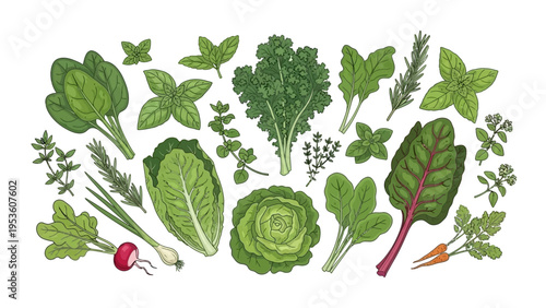 Assorted Fresh Green Herbs and Vegetables.