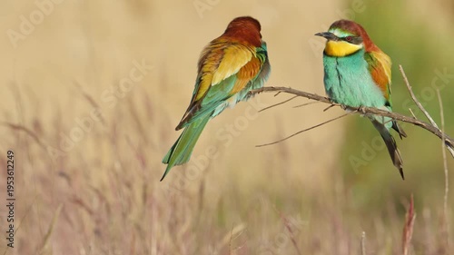 A pair of bee-eaters basking in the sunrise on a sunny spring morning, in Spain, in a mediterranean forest.