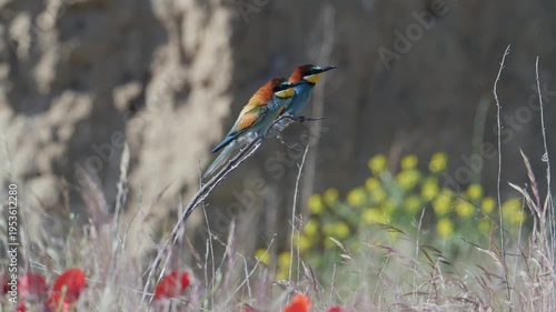 A bee-eater basking in the sunrise, and another alighting on a branch, on a sunny spring morning, in Spain, in a mediterranean forest.