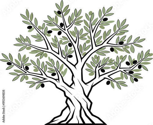 Olive Tree Illustration with Olive Branches and Leaves on a White Background