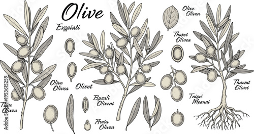 Olive Tree Varieties with Detailed Olive Branches, Fruits, and Labels in Vintage Style