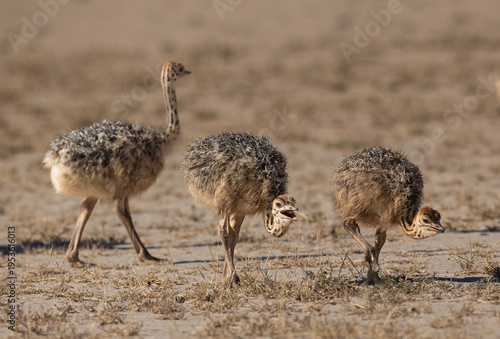Fotografie Very young South African Ostrich chicks (Volstruis) (Struthio camelus australis)