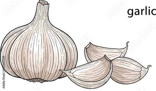 PrintVector Illustration of a Garlic Bulb with Cloves in Detailed Line Art Style on a Solid White Background