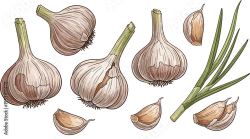 Vector illustration set of garlic bulbs, cloves, and green shoots with realistic hand-drawn details