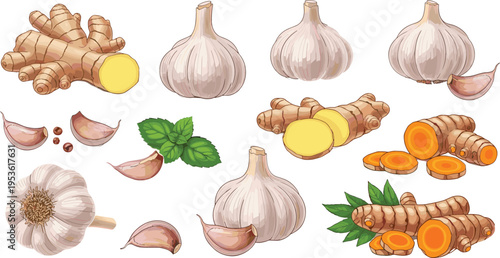 Hand-drawn vector illustration set of garlic, ginger, turmeric, and mint with fresh details
