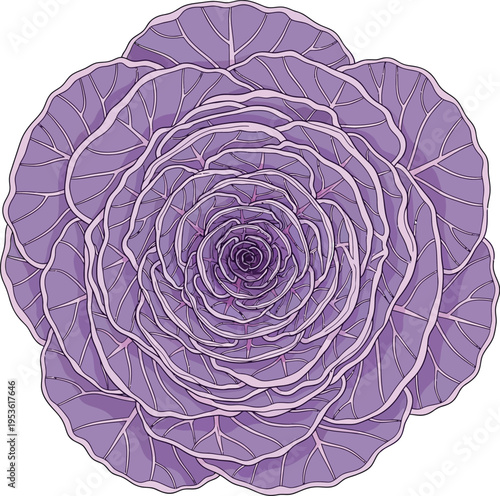 A purple cabbage with many leaves