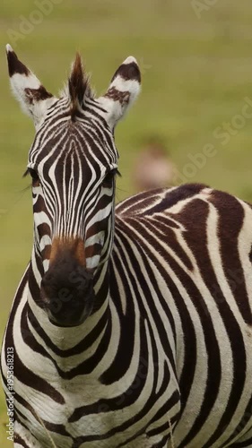 Plains Zebra Closeup Portrait on African Savanna