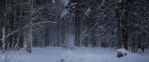 Snow covered forest interior with dense trees in winter. Natural seasonal landscape with dark trunks, fresh snow, and a calm remote mood