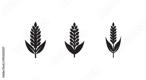 Three black wheat or barley ears with leaves on white background  agricultural symbols