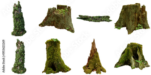 A photograph of weathered tree stumps and moss-covered wood pieces showcasing natural textures.