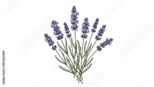 Lavender flowers are blooming in the garden with green stems and purple petals.