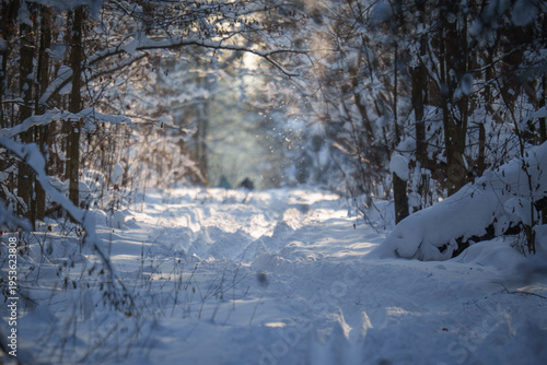 Sunlit falling snow on winter forest trail. Atmospheric winter forest scene with a snowy trail illuminated by soft sunlight and a column of falling snow sparkling in the air