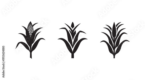 Black corn plant silhouettes with leaves and ears on white background for agriculture and botany design