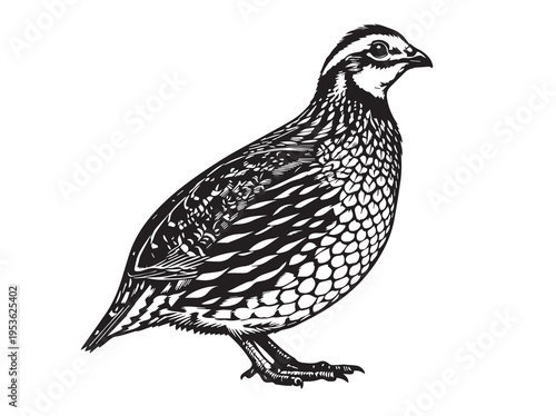 Illustration of a quail bird standing, detailed feathers, black and white sketch, farm animal, Game Bird