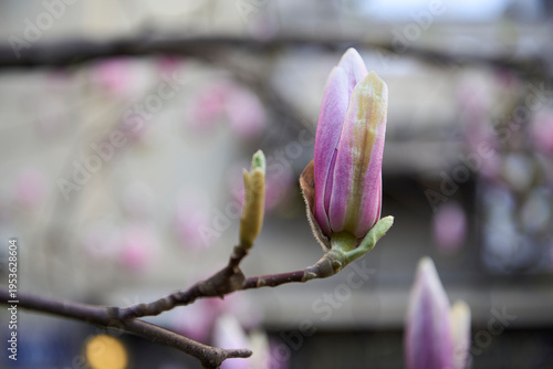 Close-Up of a Magnolia Bud Ready to Bloom