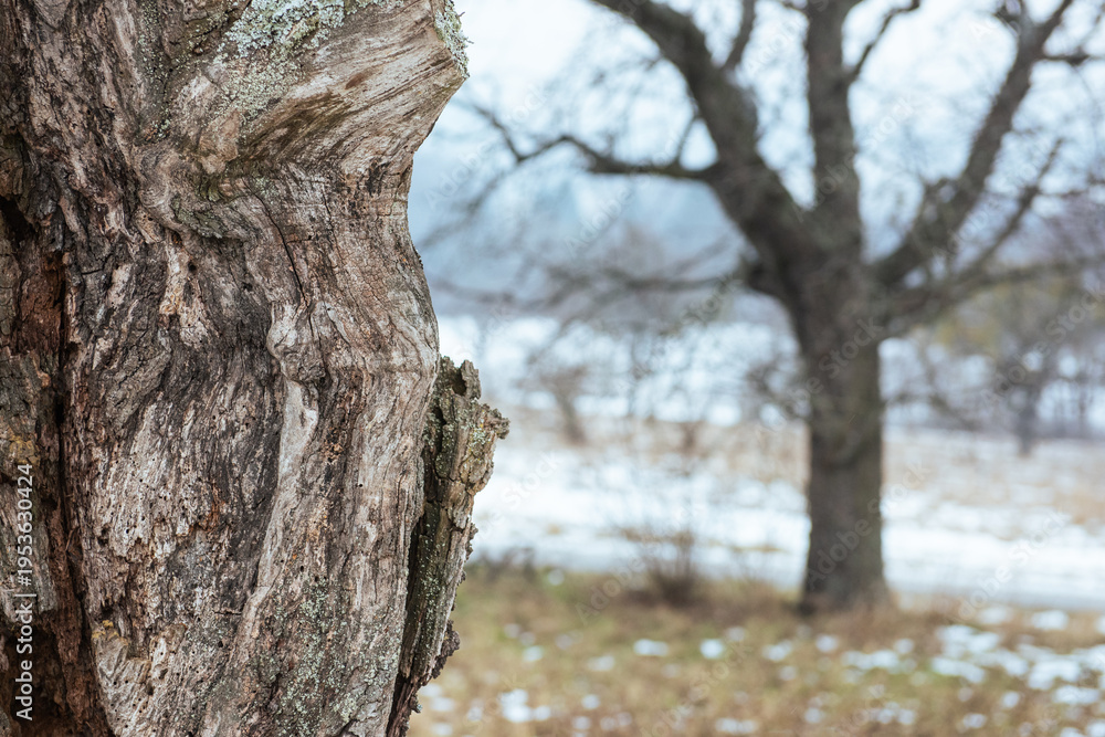 Fototapeta premium bark of a tree with other trees in background