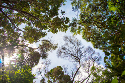 Looking upward through a circle of tall forest trees, sunlight filters through green leaves and bare branches against a bright blue sky, creating a peaceful canopy view in a natural woodland
