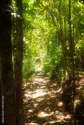 A sunlit forest path winds through dense green foliage, with dappled light filtering through leaves and casting soft shadows along a tranquil woodland trail inviting quiet exploration