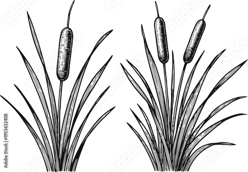 Vintage botanical illustration of cattail plants with long leaves and cylindrical flower spikes