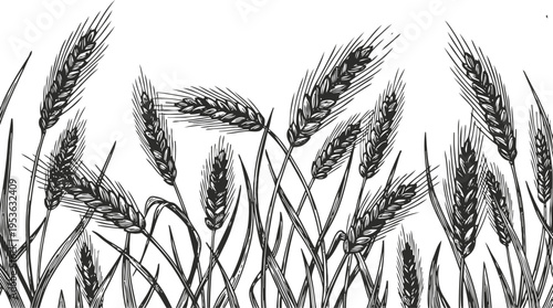 black and white illustration of wheat ears in various stages of growth with detailed line art