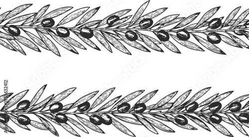 Black olive branches borders with detailed leaves and fruit in hand drawn sketch