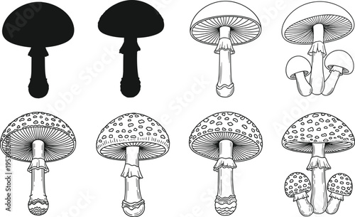 Mushroom illustration set, various fungi silhouettes and detailed botanical drawings, edible and poisonous species, nature collection, black and white vector