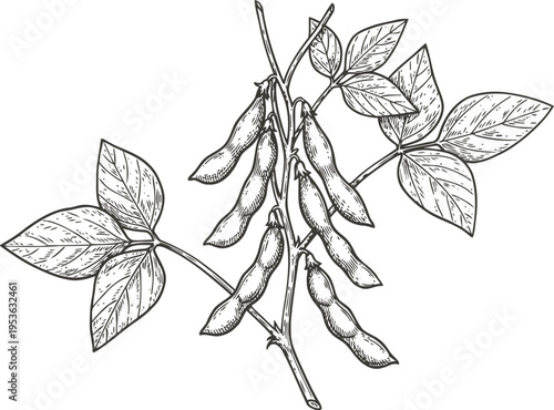 Soybean plant branch with pods and leaves detailed botanical line drawing illustration
