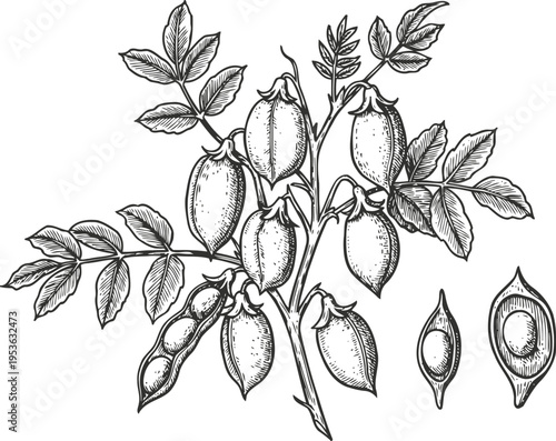 Illustration of chickpeas plant with pods and seeds in detailed botanical