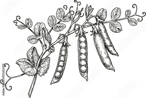 Pea plant branch with pods and leaves detailed botanical sketch, organic vegetable garden concept