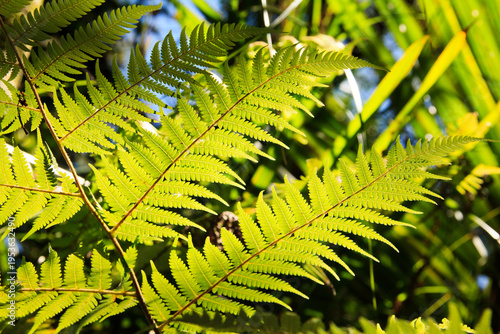 Close-up of vibrant green fern fronds illuminated by warm sunlight, highlighting intricate leaf patterns and textures against a softly blurred natural background in a lush forest setting