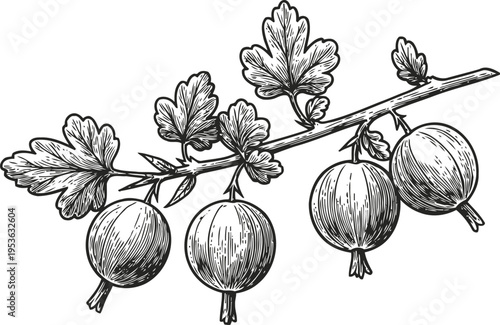 Gooseberry branch with ripe fruit and detailed leaves engraved botanical sketch illustration