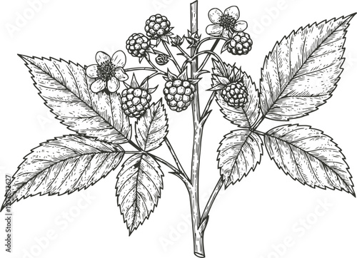 Blackberry branch illustration with leaves, flowers, and ripening berries detailed botanical drawing