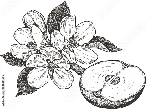 Apple blossom branch with blooming flowers and half cut fruit detailed botanical illustration